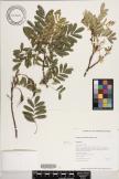Sophora chrysophylla image