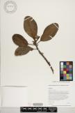 Melicope clusiifolia image
