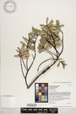 Euphorbia celastroides var. celastroides image