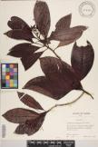 Psychotria garberiana image