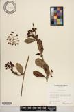 Hoya australis image