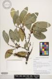 Ficus tinctoria image