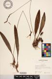 Bulbophyllum longiscapum image