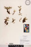 Bulbophyllum savaiense image