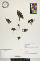 Coprosma petriei image