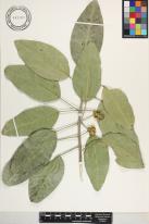 Melicope haupuensis image