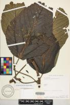 Touchardia latifolia image