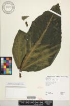 Touchardia latifolia image
