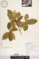 Gardenia brighamii image