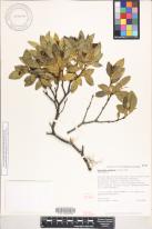 Wikstroemia oahuensis image