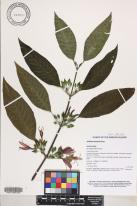 Dicliptera samoensis image