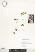 Pilea peploides image