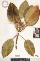 Ficus macrophylla image
