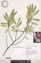Euphorbia celastroides var. lorifolia image