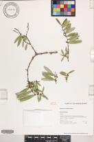 Euphorbia olowaluana image