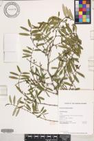 Euphorbia olowaluana image
