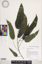 Neraudia melastomifolia image
