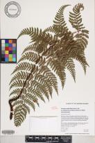 Dryopteris crinalis var. podosorus image
