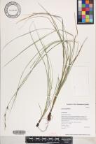 Carex meyenii image