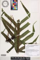 Microsorum commutatum image
