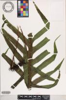 Microsorum commutatum image