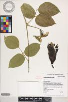 Canavalia napaliensis image