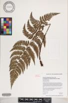 Dryopteris crinalis var. podosorus image