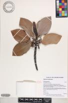 Rhizophora apiculata image