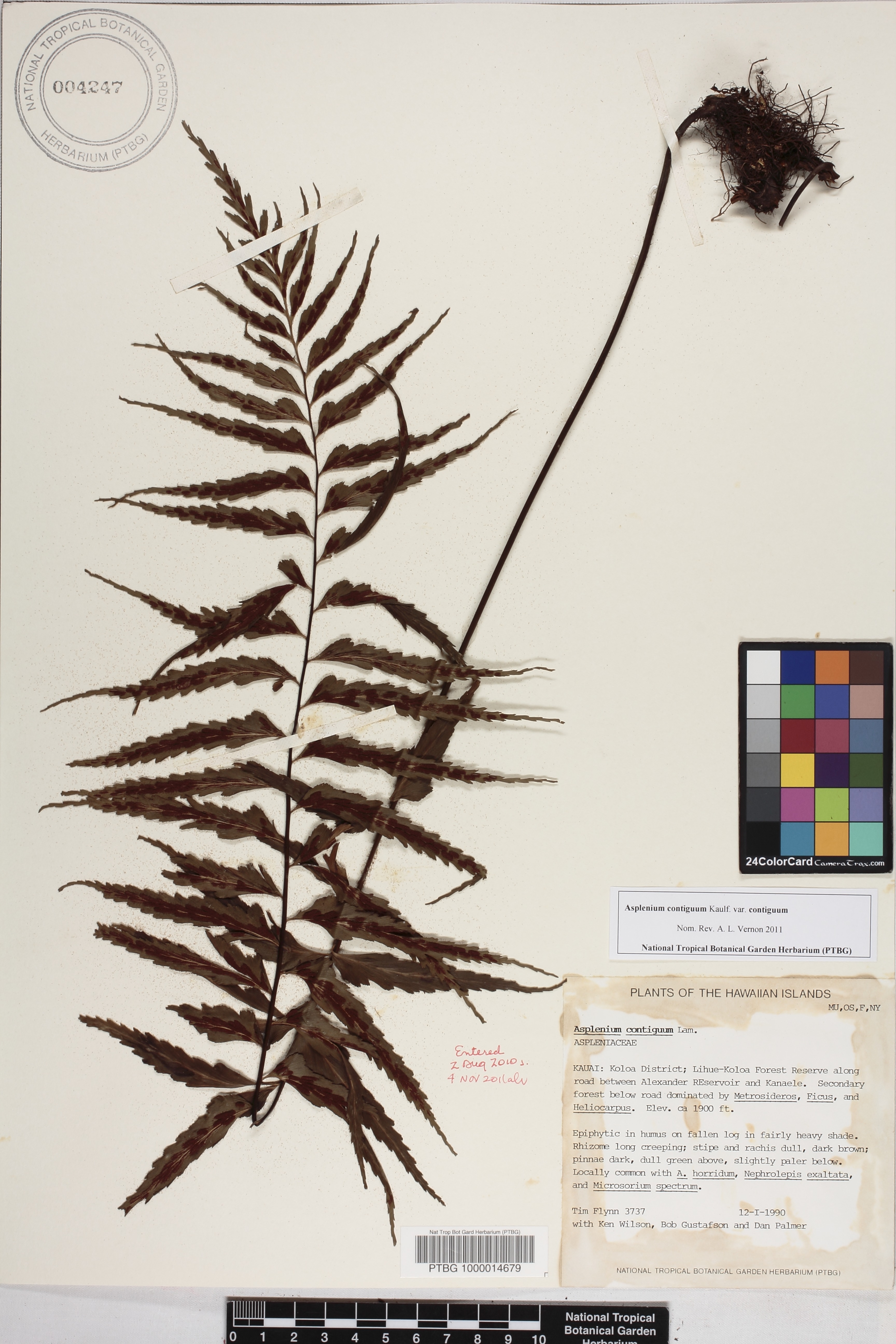 Asplenium contiguum image