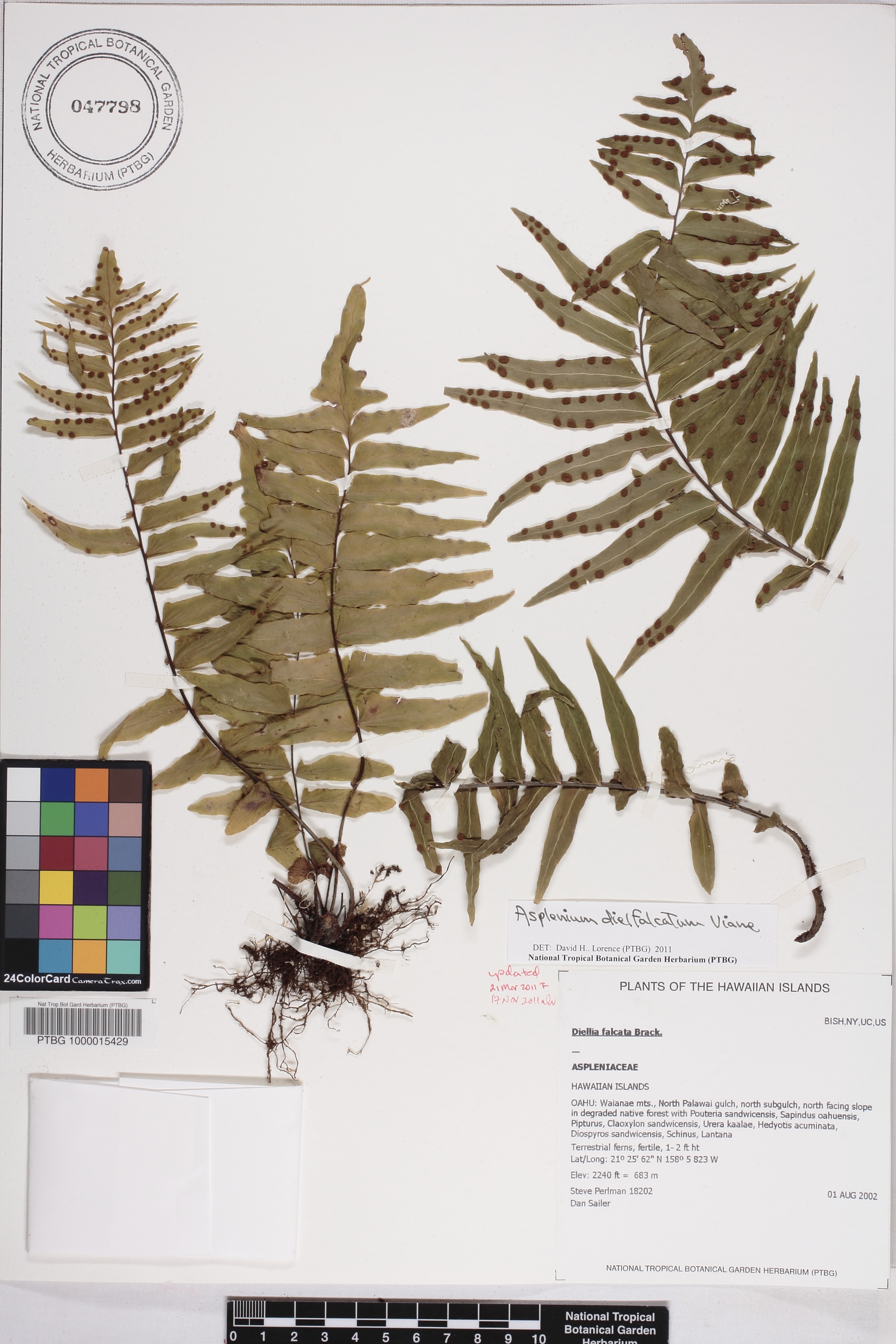 Asplenium dielfalcatum image