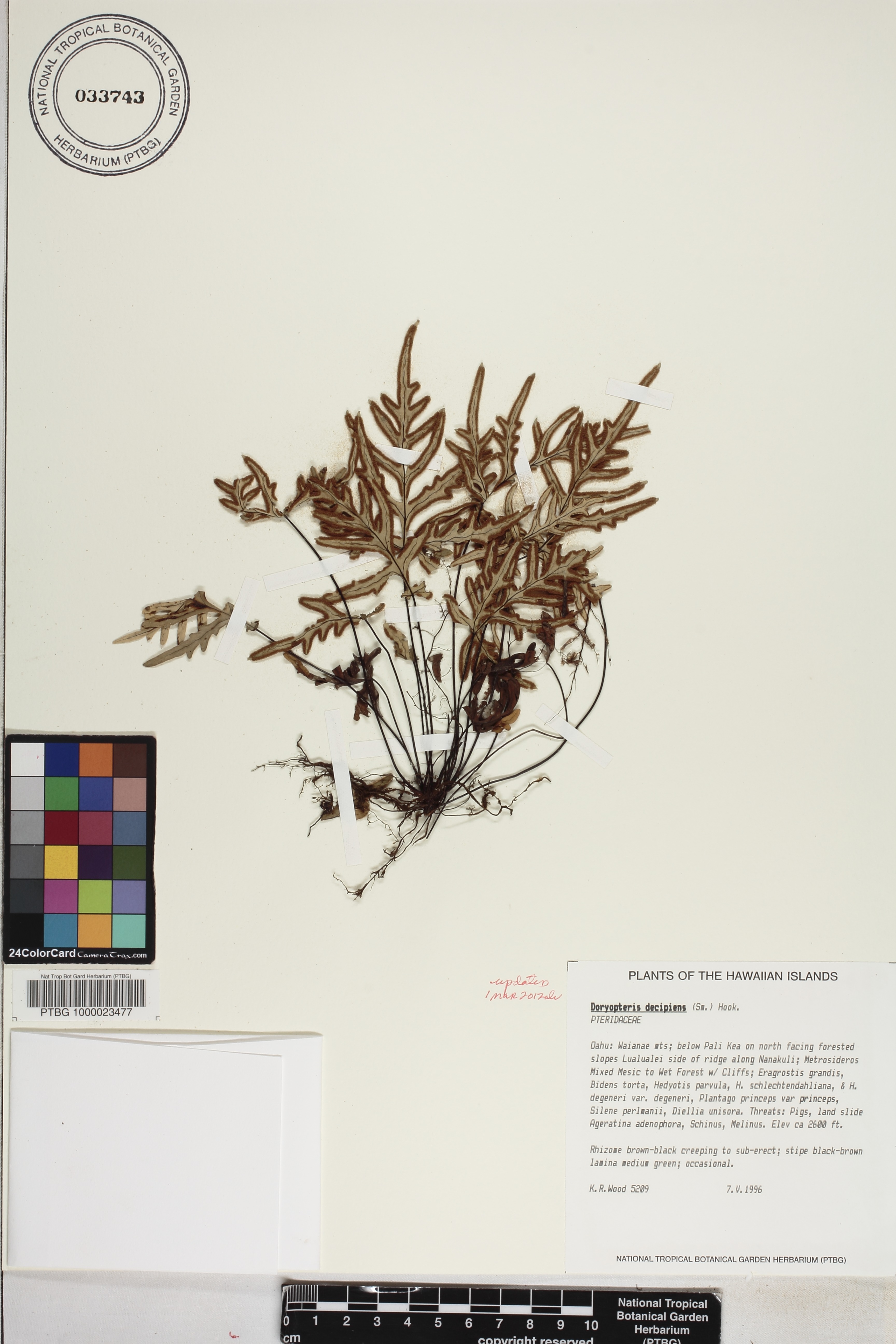 Doryopteris decipiens image
