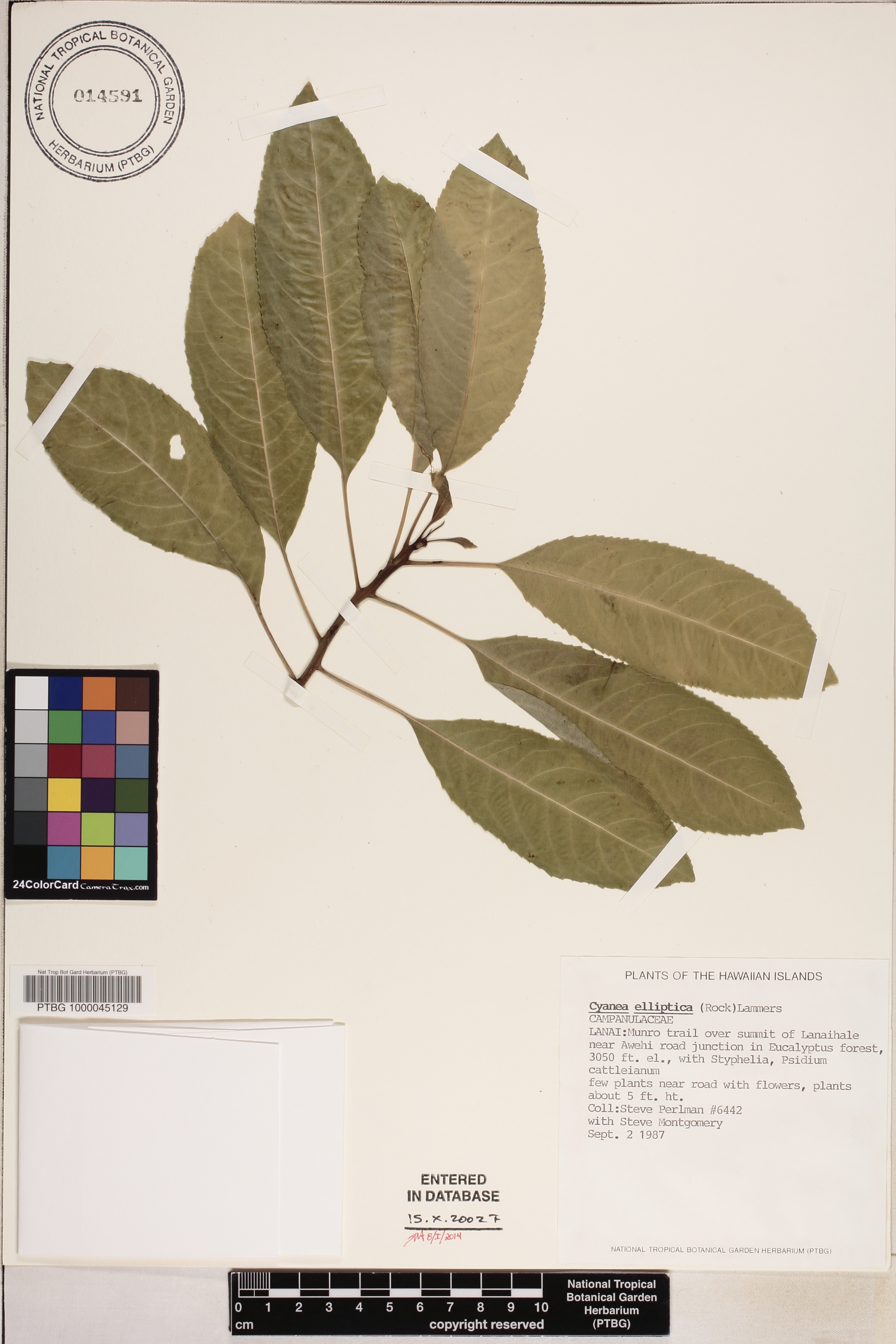 National Tropical Botanical Garden Herbarium Search Engine Sheet Detail Cyanea Elliptica
