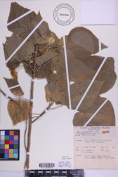 Abutilon sachetianum