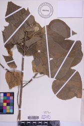 Abutilon sachetianum