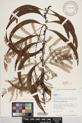 Acacia koa