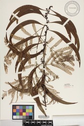 Acacia koa