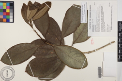 Pittosporum kauaiense