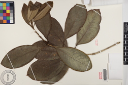 Pittosporum kauaiense