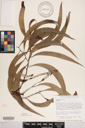 Acacia koa