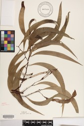 Acacia koa