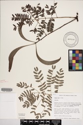 Acacia koa