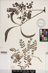 Acacia koa