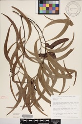 Acacia koa