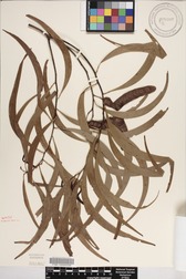 Acacia koa