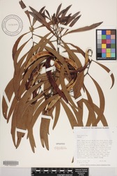 Acacia koa