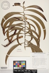 Acacia koa