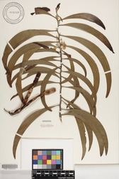 Acacia koa