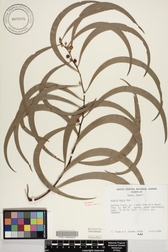 Acacia koa