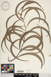 Acacia koa