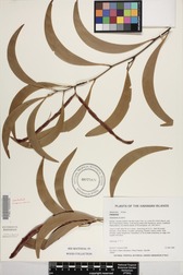 Acacia koa